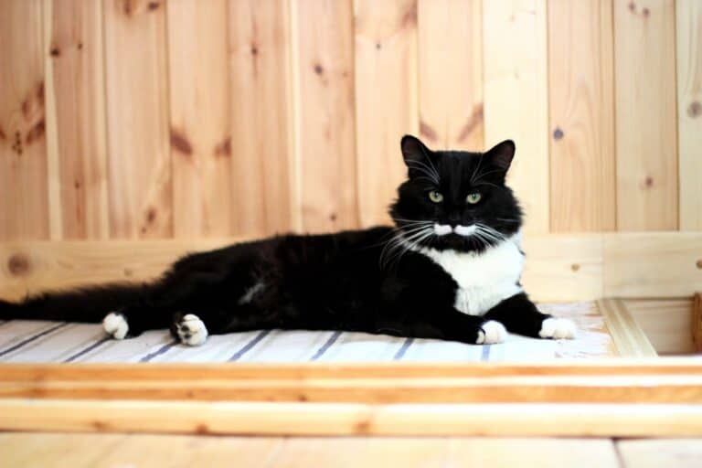 A black and white cat is staring at the camera.