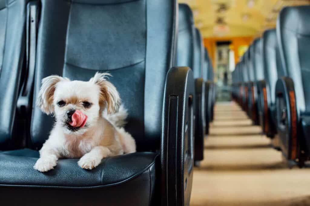A dog is on the train.