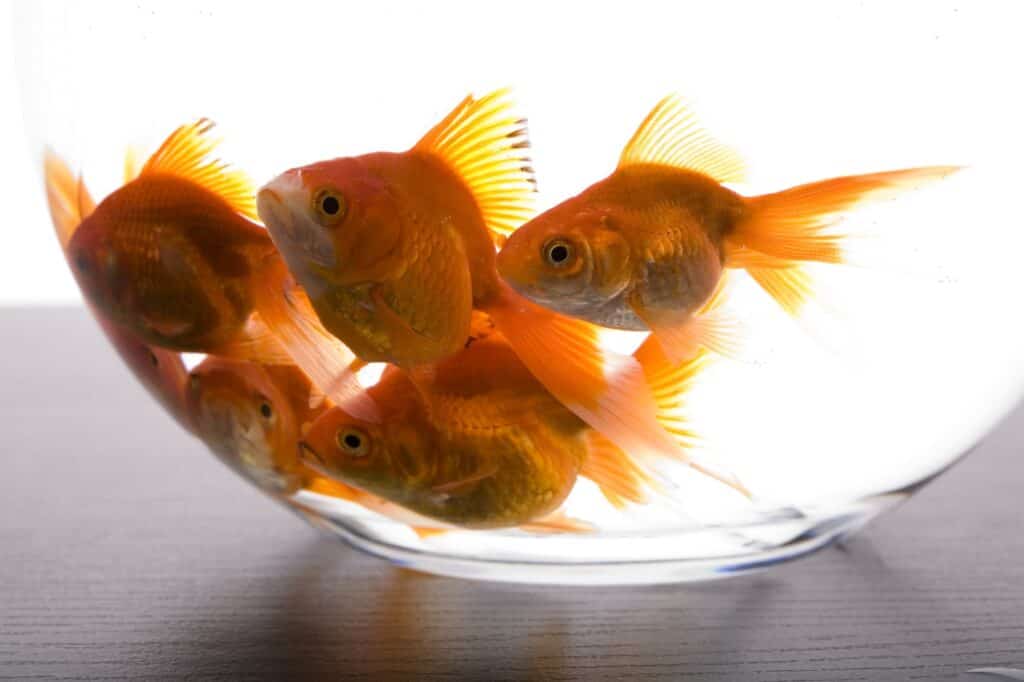 Goldfish in a fish bowl